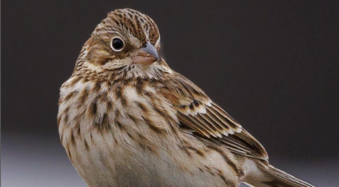 Vesper Sparrows on Mid Pines Rd. Raleigh NC